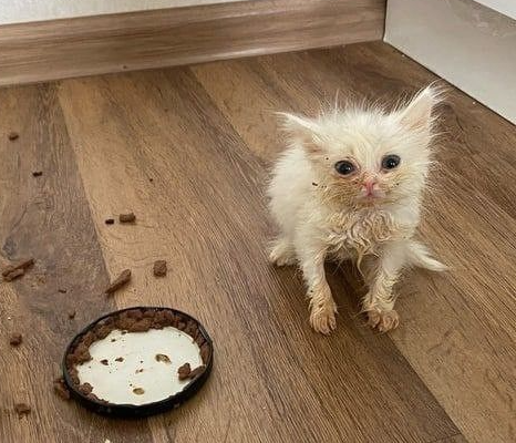 Logo Task Profiles Module